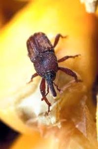uploads/images/pest/papaya weevil.jpg
